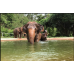 ELEPHANT JUNGLE SANCTUARY HALF DAY PROGRAM (Include Transportation) 2.5 - 3 hrs.